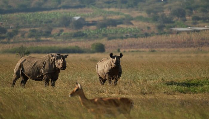 3 Days Akagera National Park Safari
